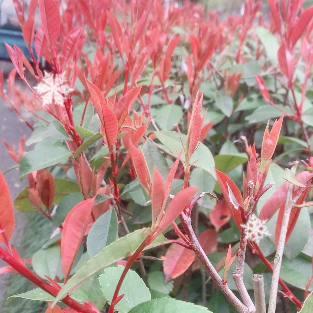 阿花