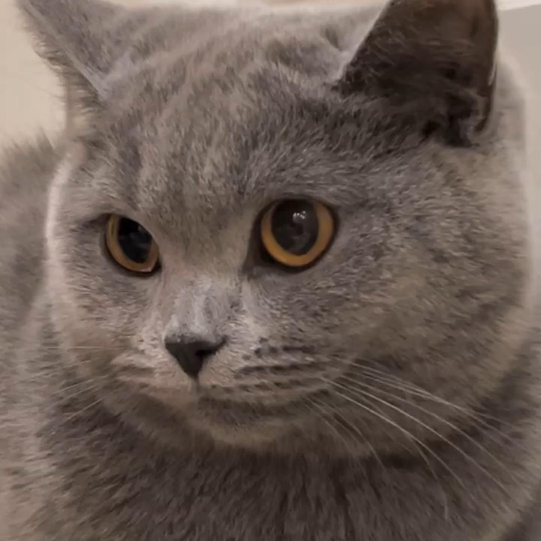 肉肉的猫叫毛球