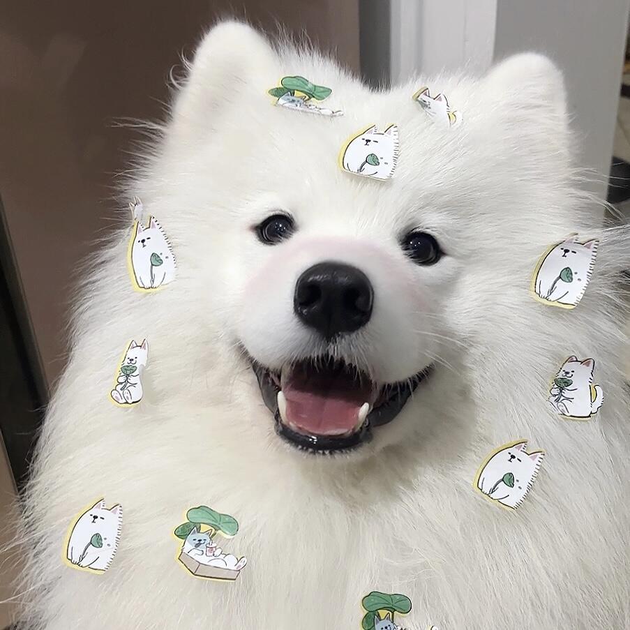 煎饼狗子