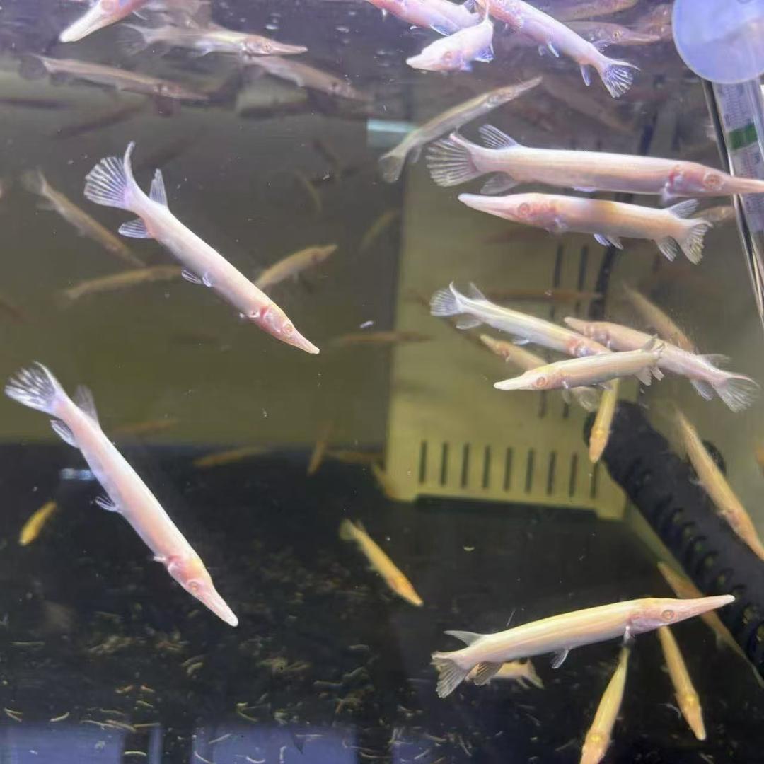 盛世猛鱼批发零售贸易商行