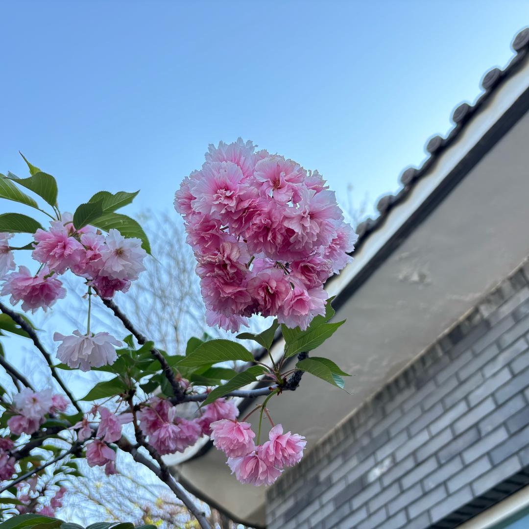土豆条