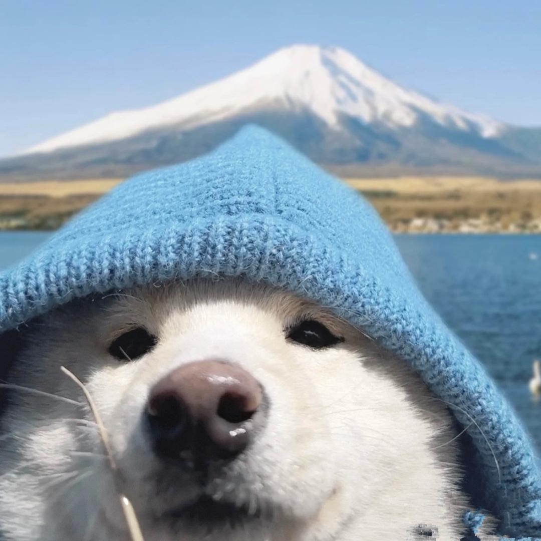 狗子🐶
