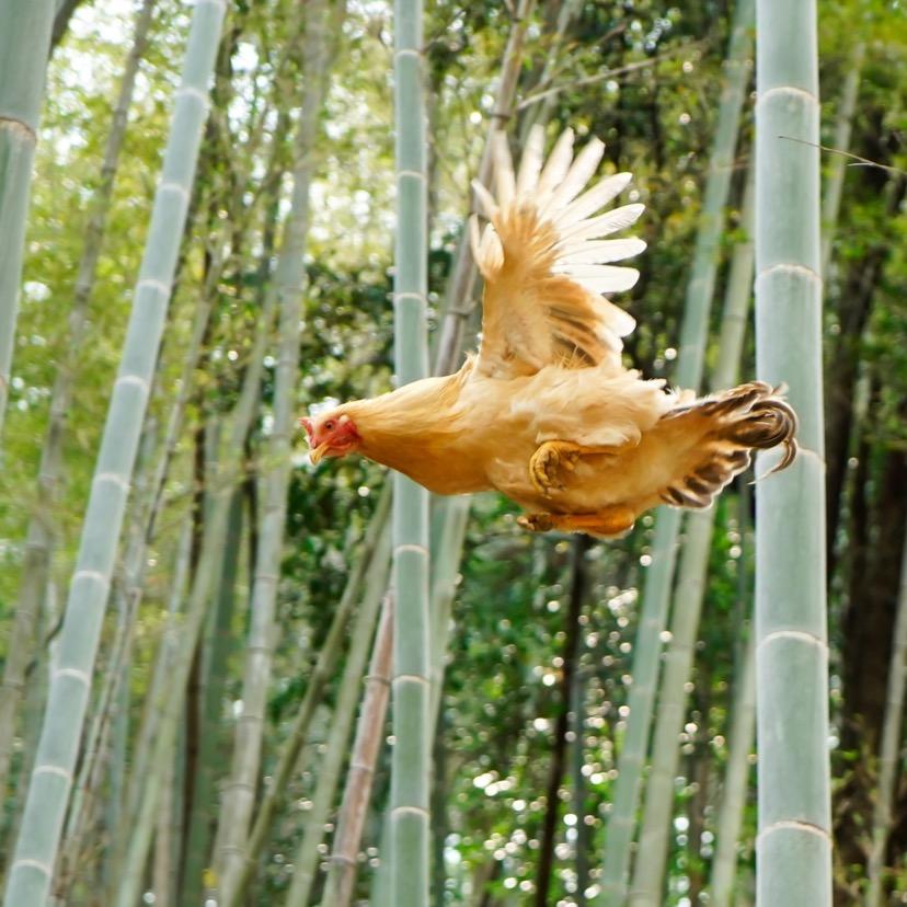 虔心飞鸡