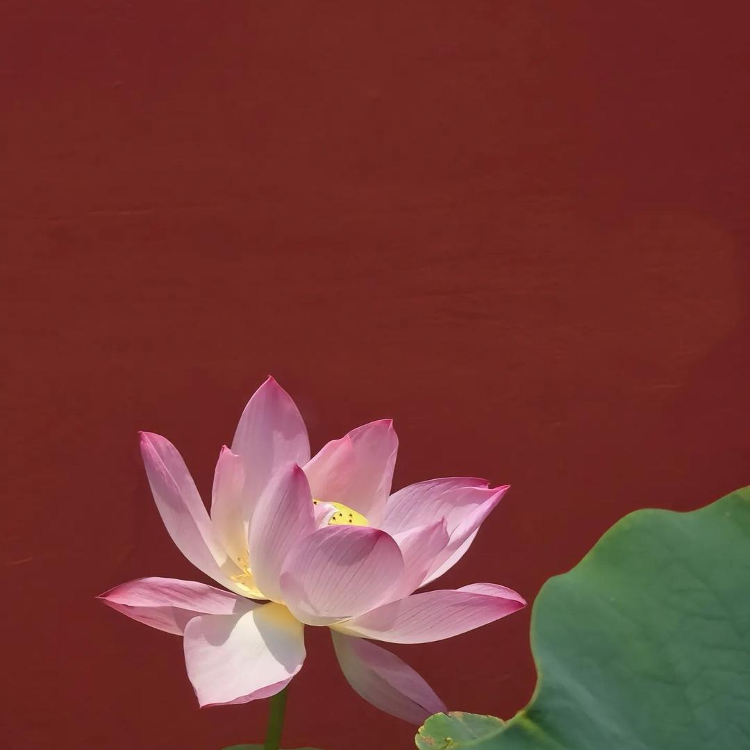 花开富贵、