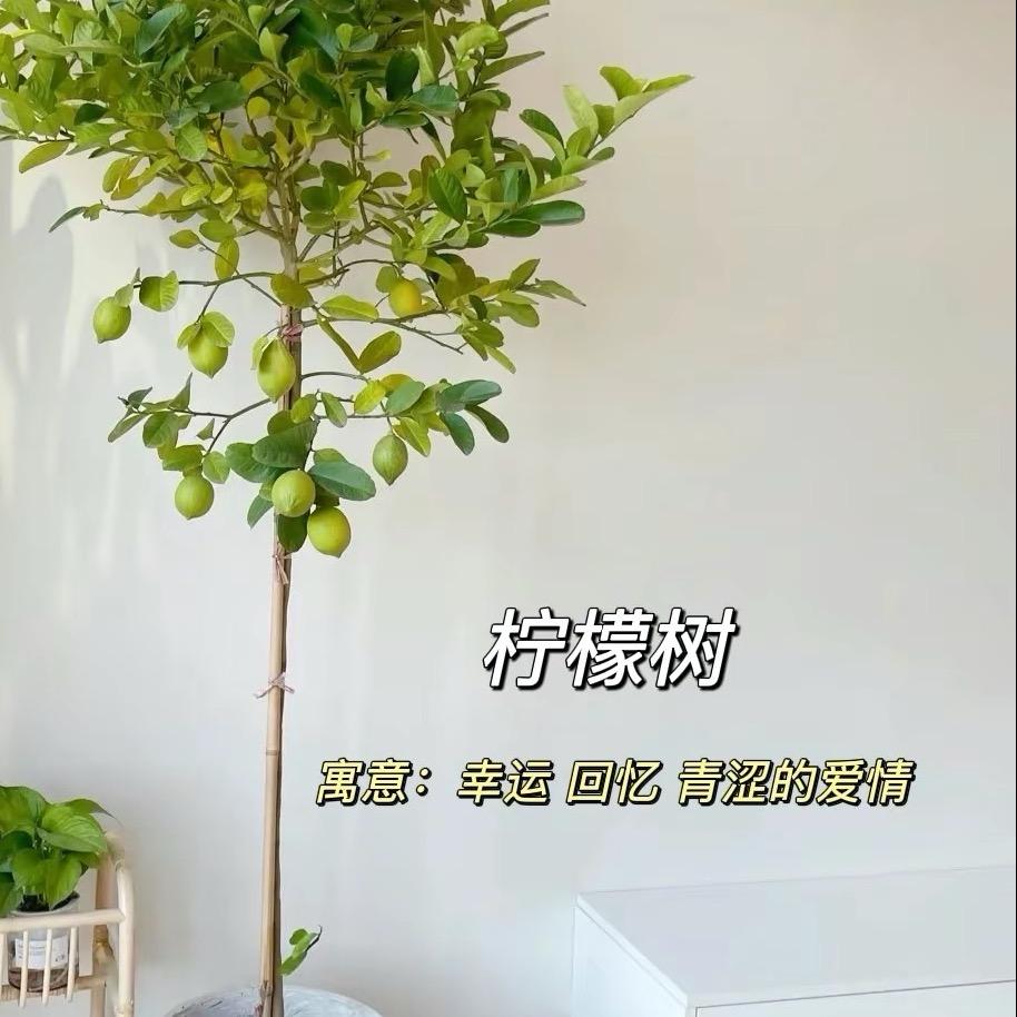 柠檬树