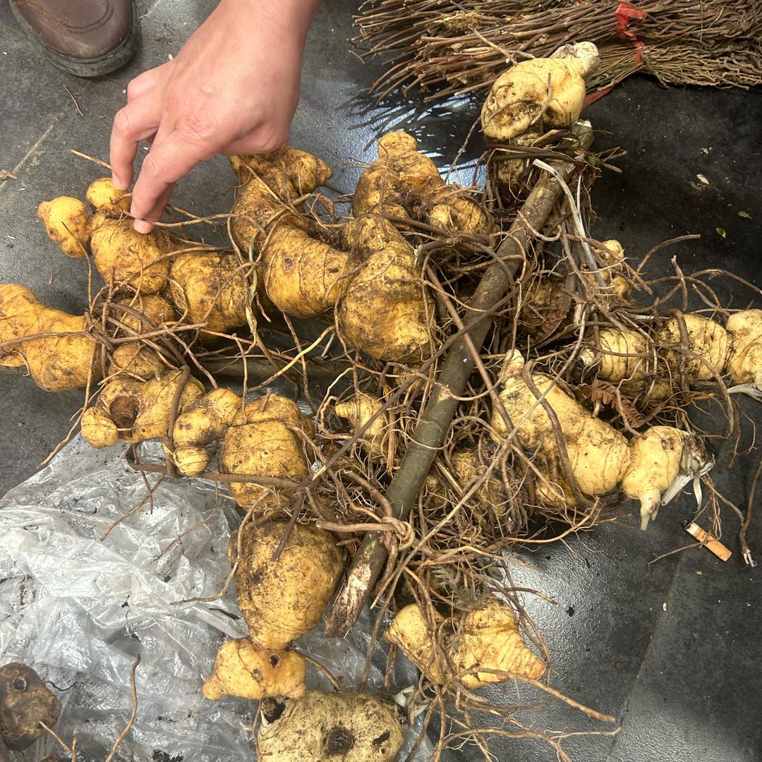 黔中小李（收山货）