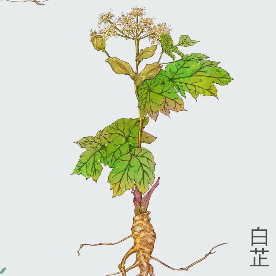白白消消(脸，足，手）