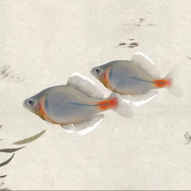 鱊意原生鱼
