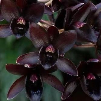 爆遭舔狗（老王）