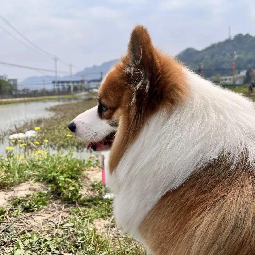 枫叶（私味爷冷吃首选）