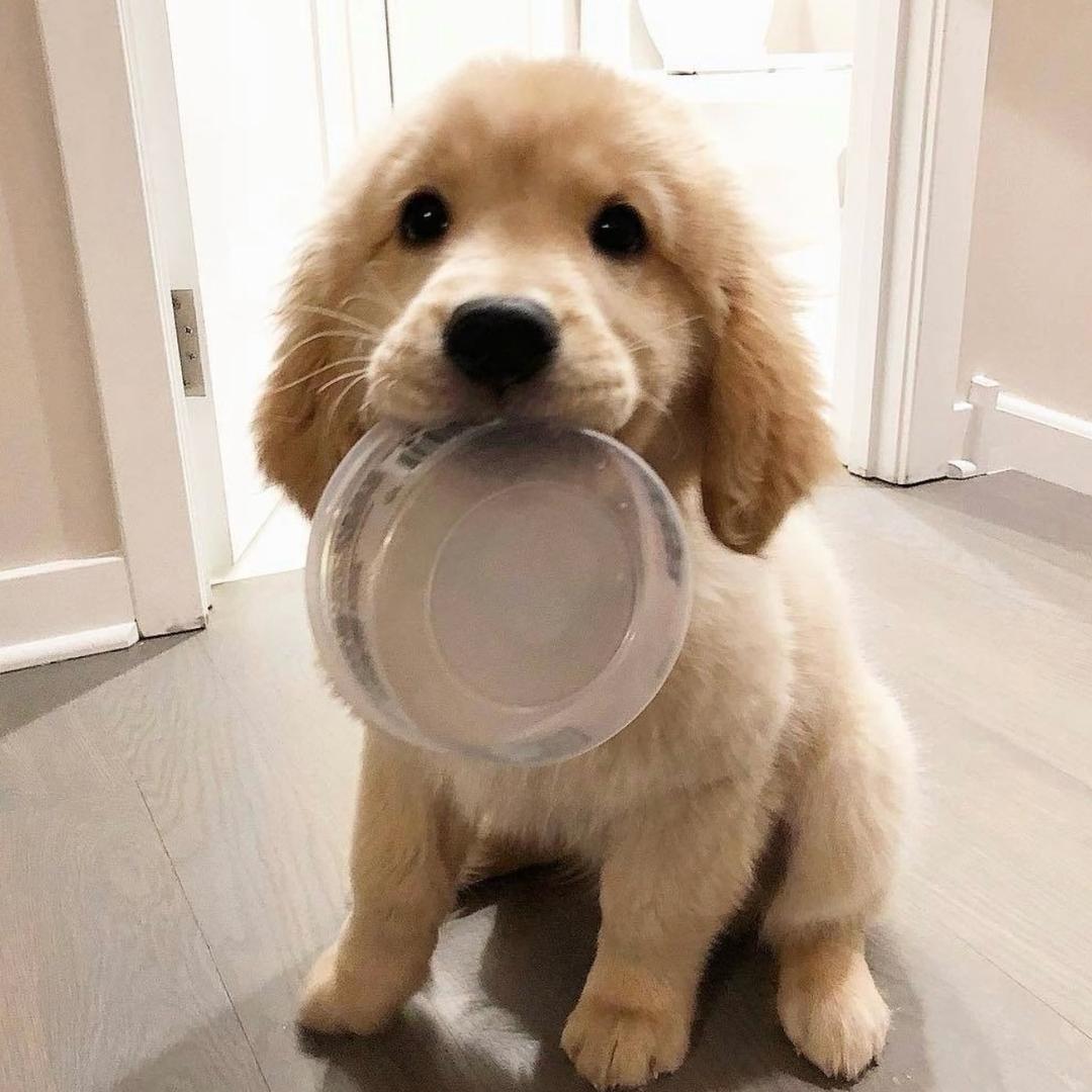 春卷皮