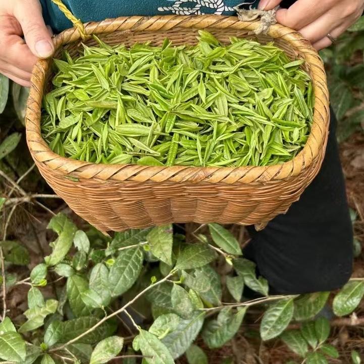 知音茶叶