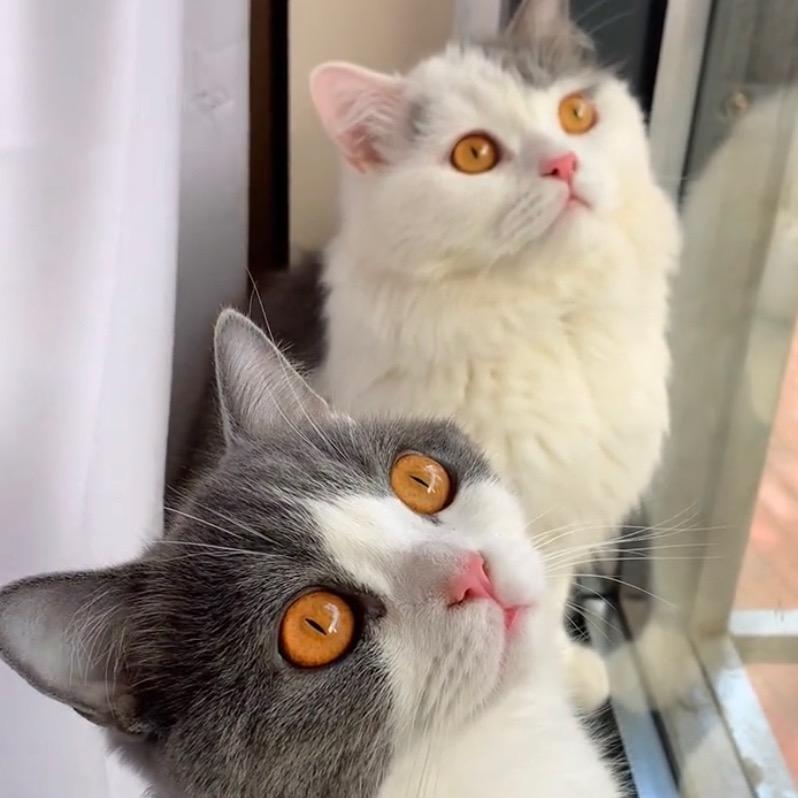 伴伴猪与小美猪