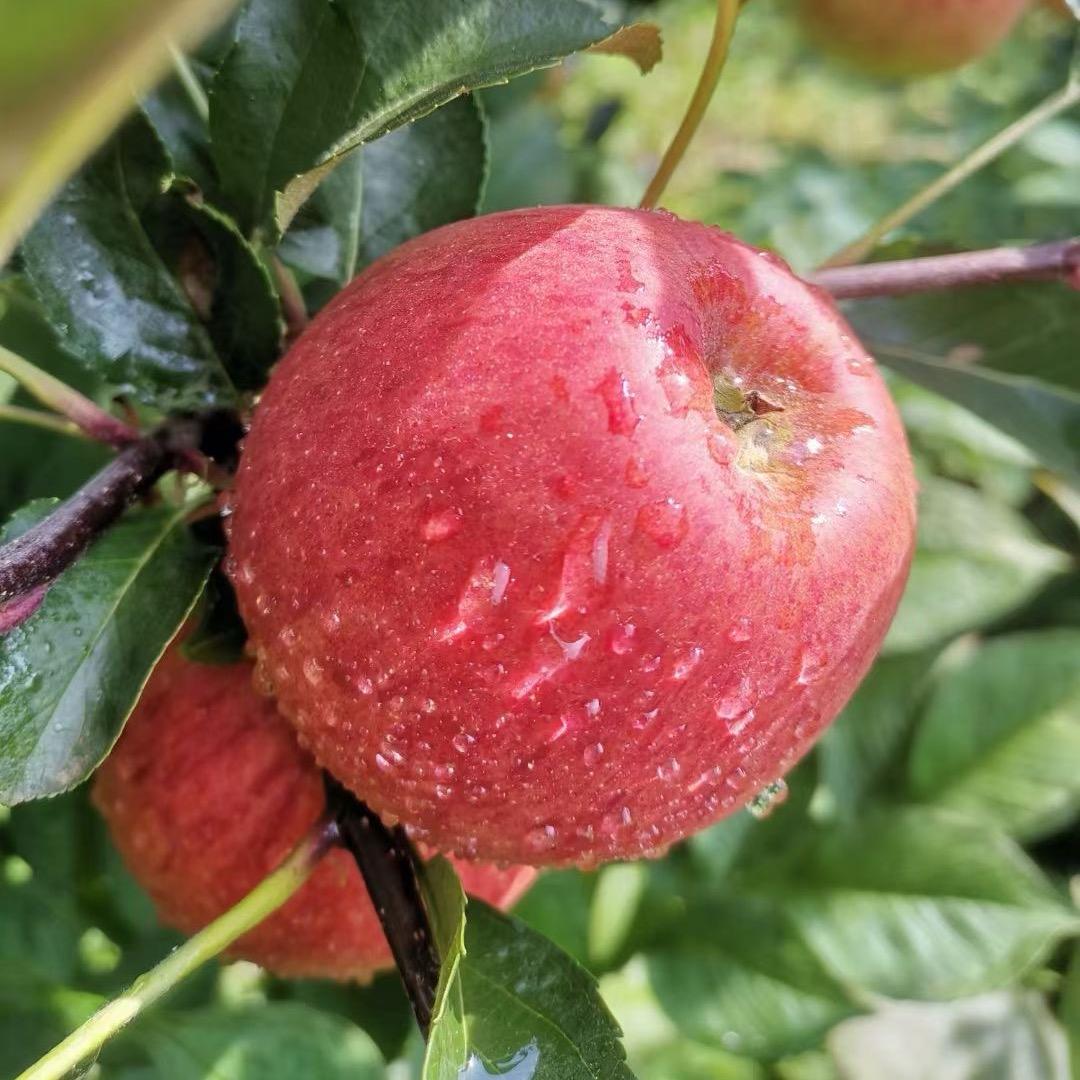 鲜先生（盐源丑苹果）