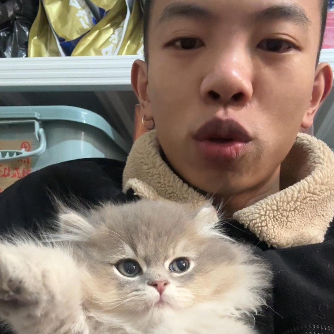 赛岐猫茶实仔