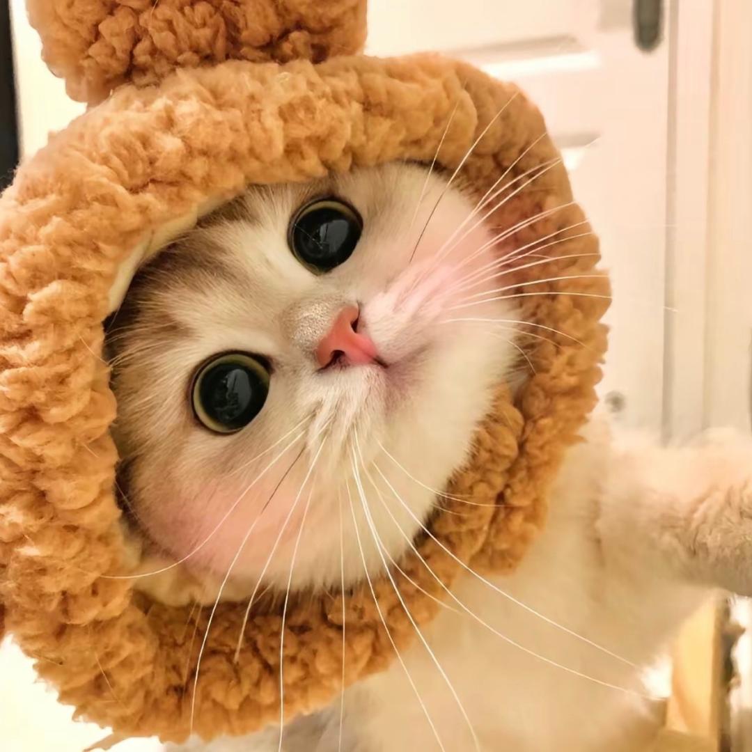 小李在养喵