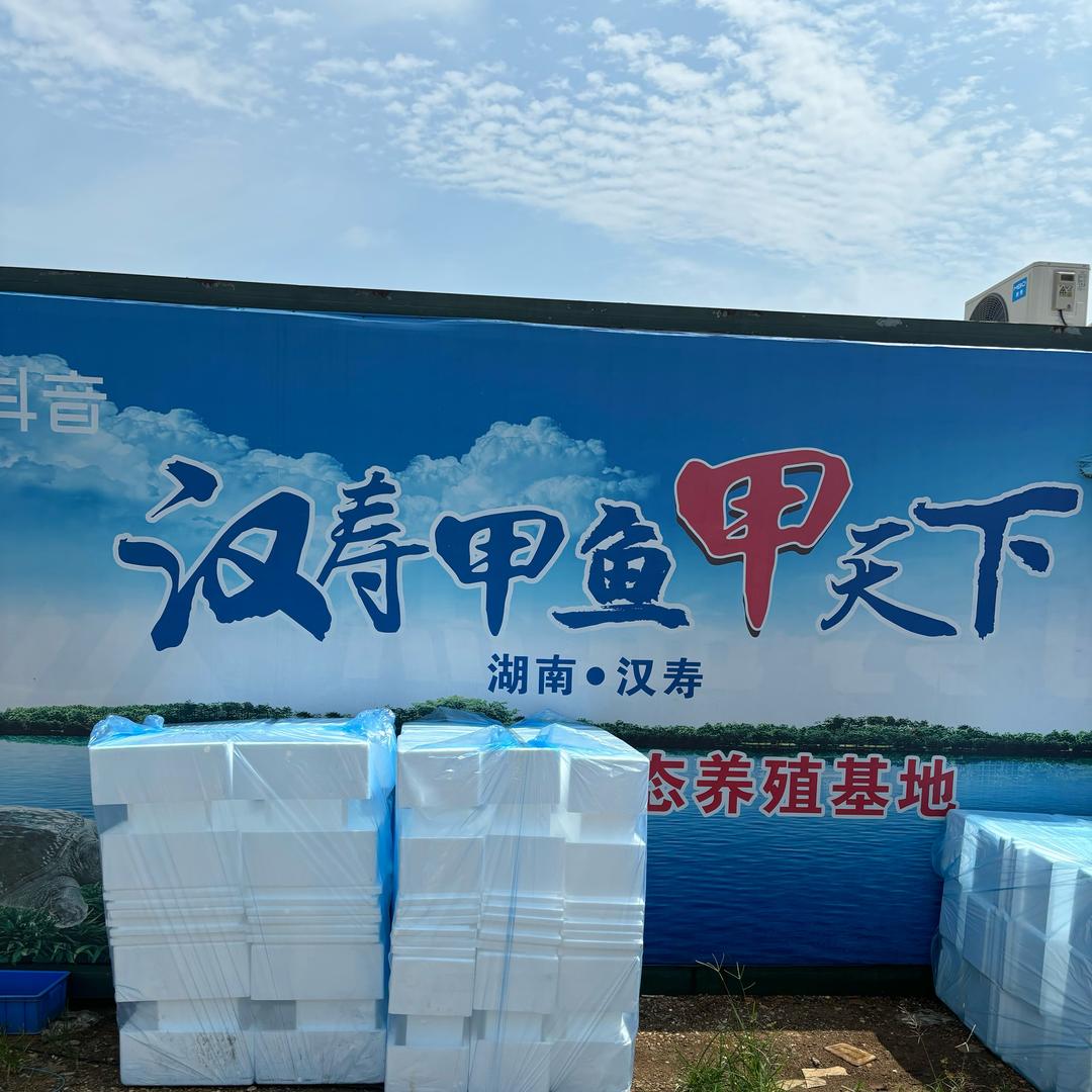 刘小小卖甲鱼