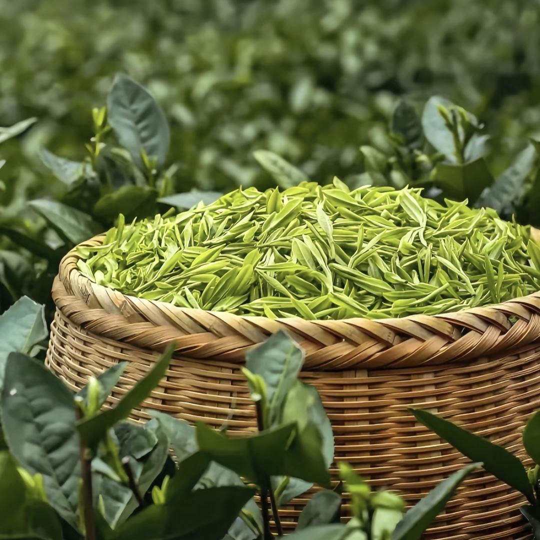 小红茶叶