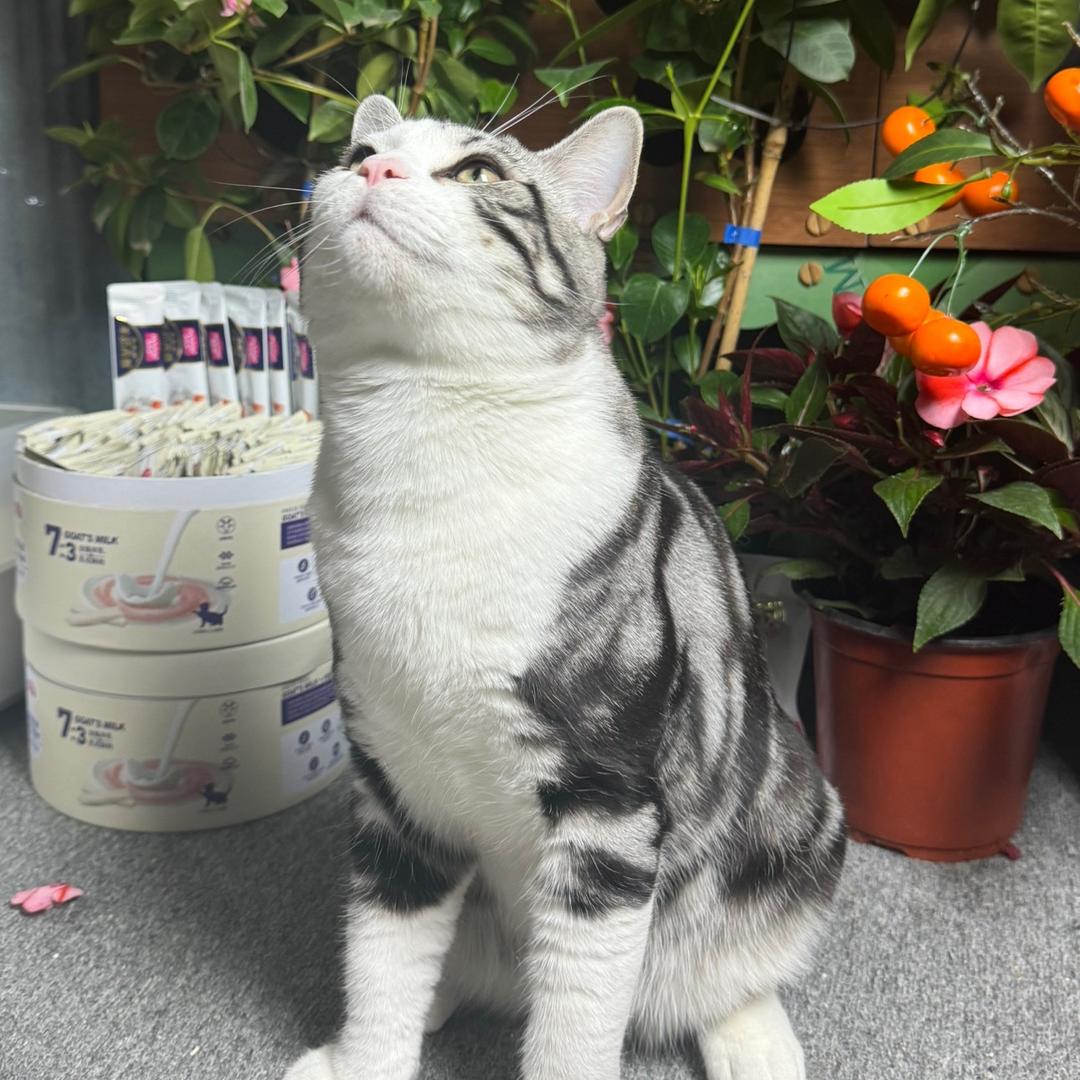 柚子是只猫