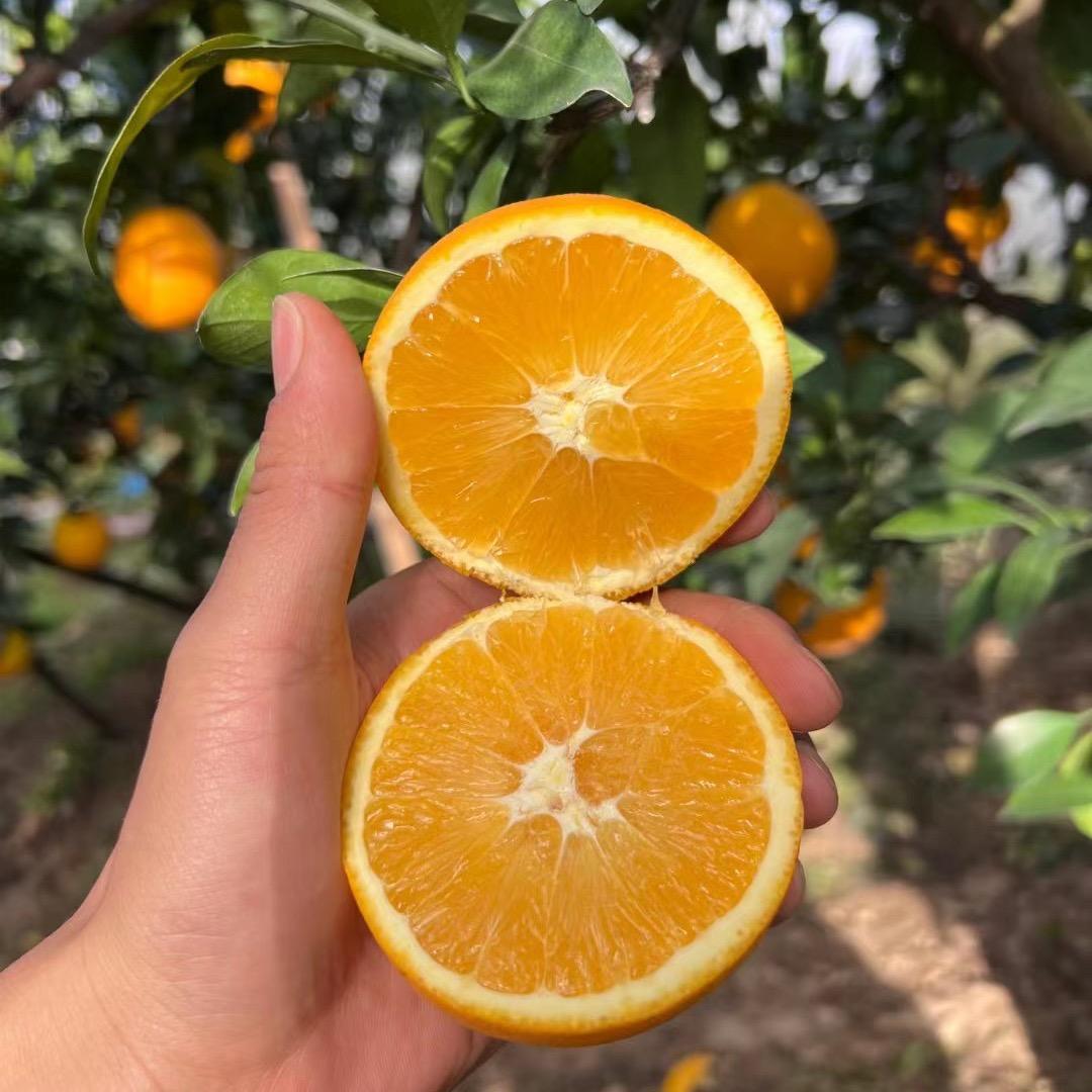 赣南脐橙优选店