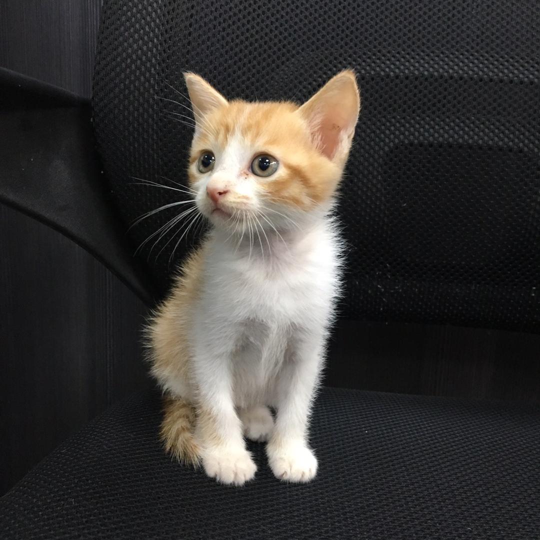 你小子会推剧
