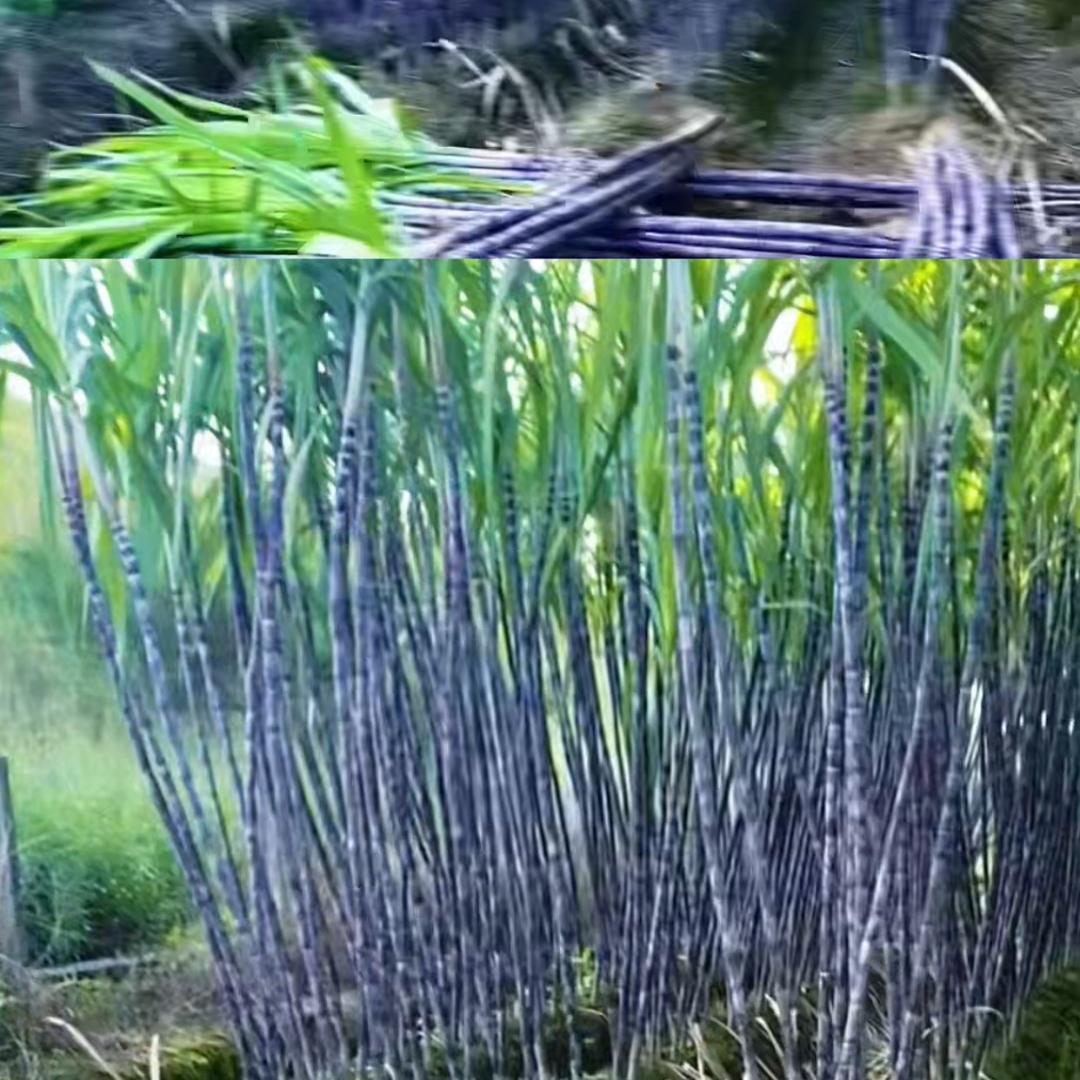 黑皮甘蔗（九九）