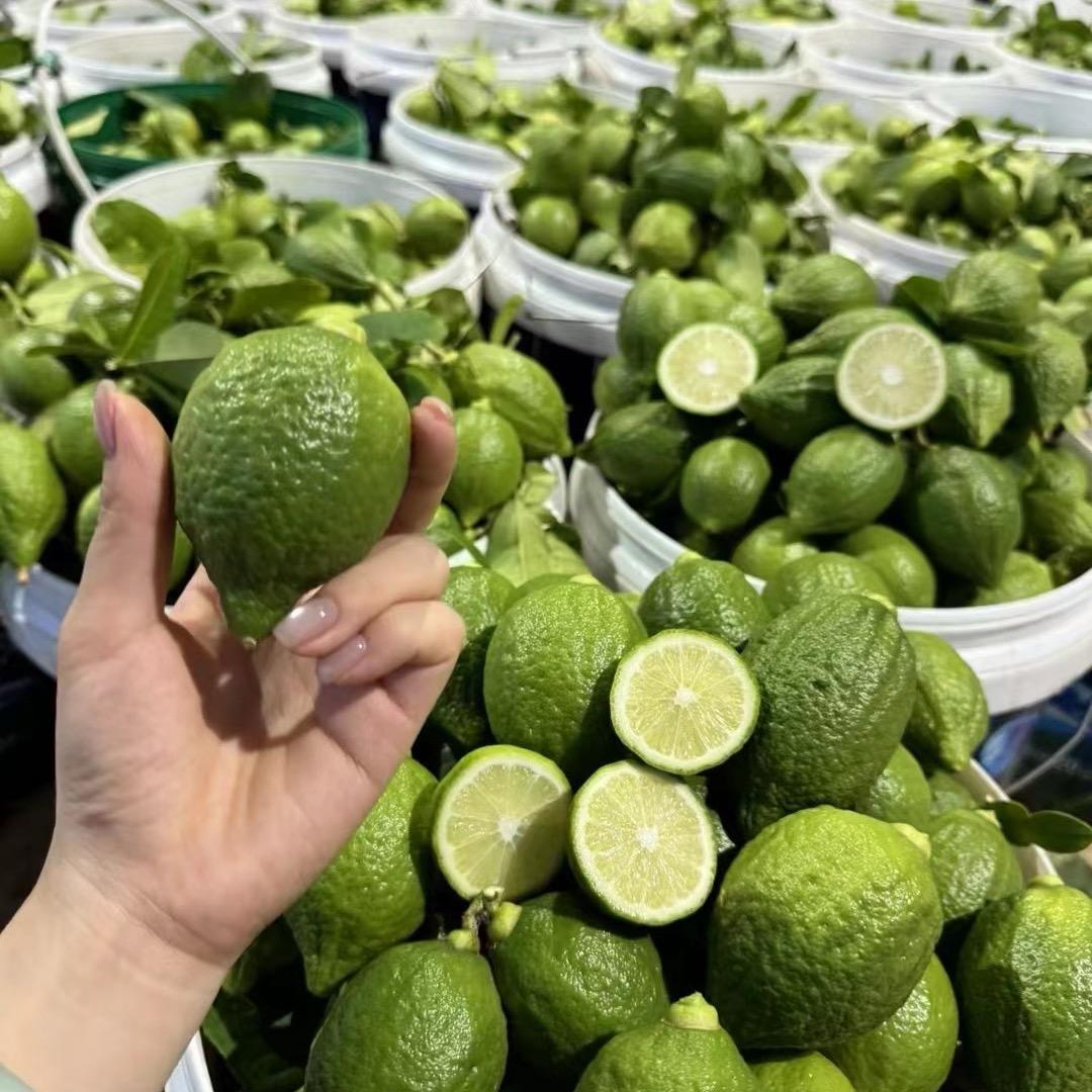 广东香水柠檬🍋批发