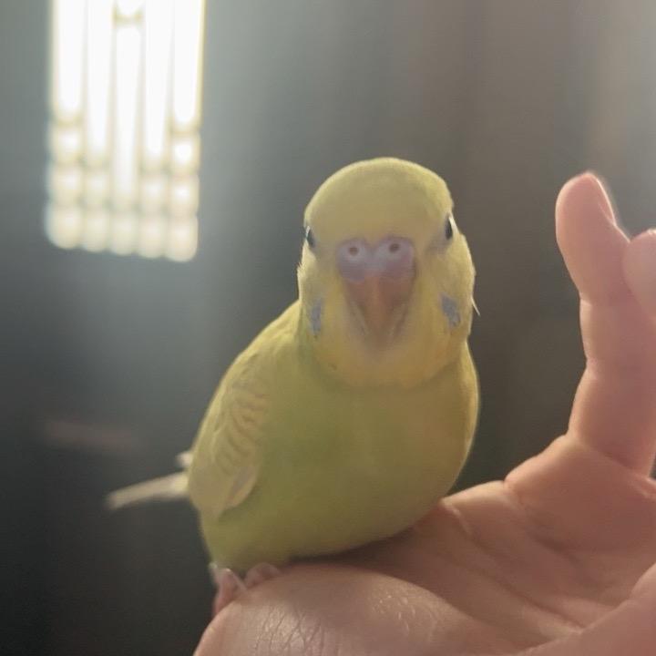 小鹦鹉🦜