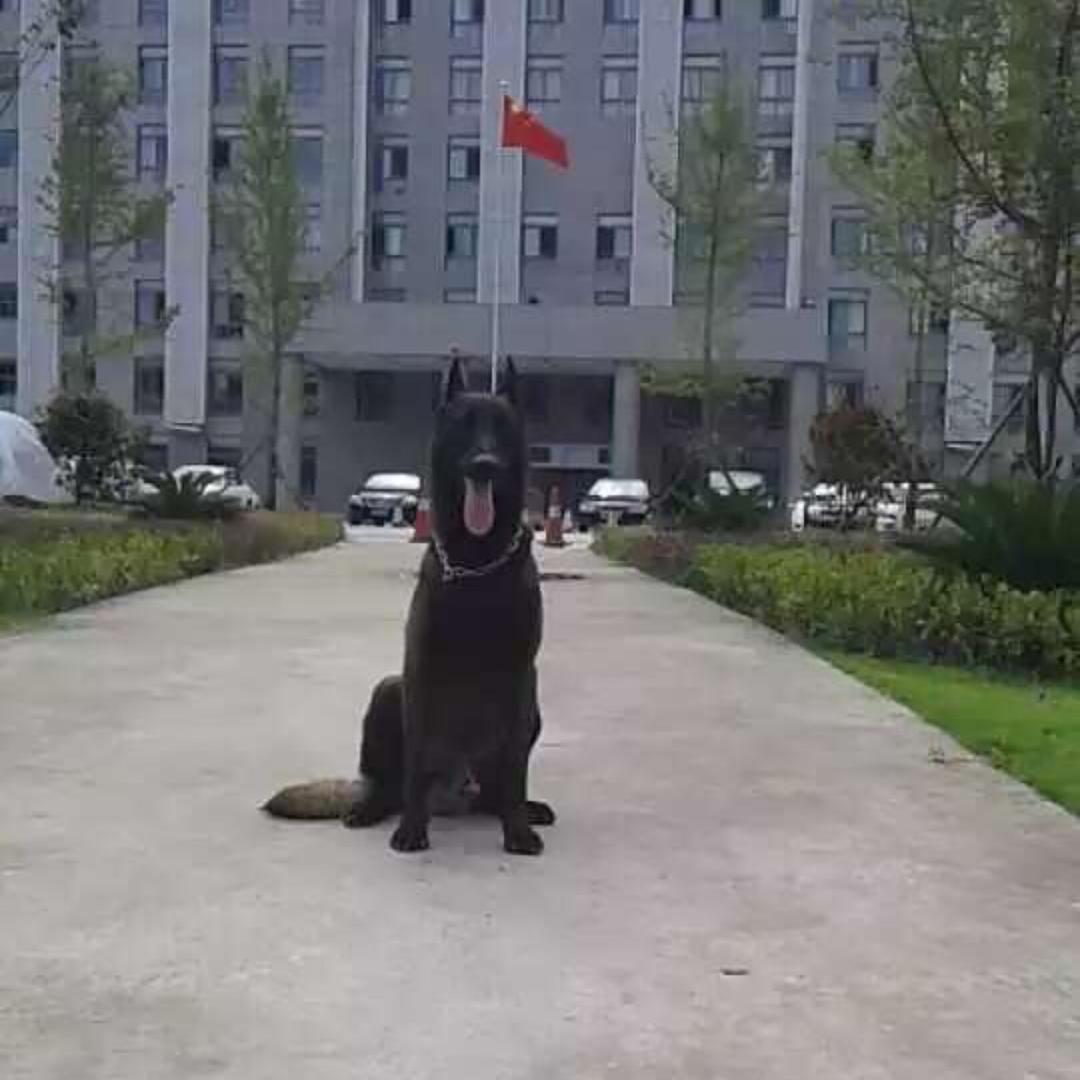 训犬程姐：盘州市隆骏犬类培训基地