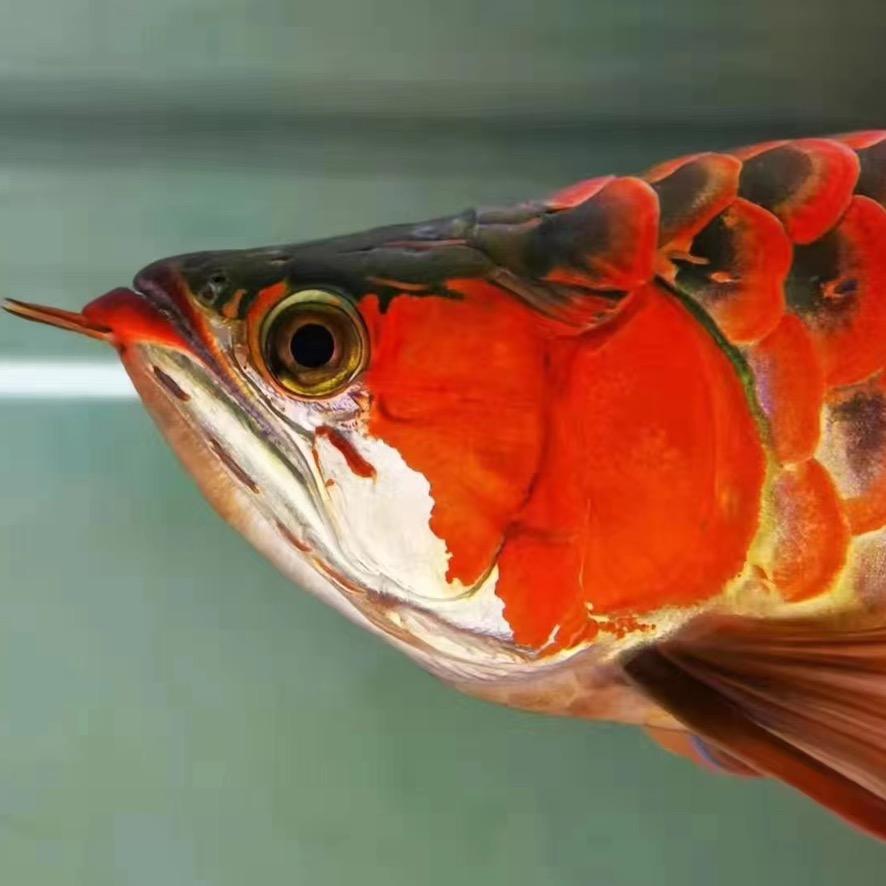 金多多渔业