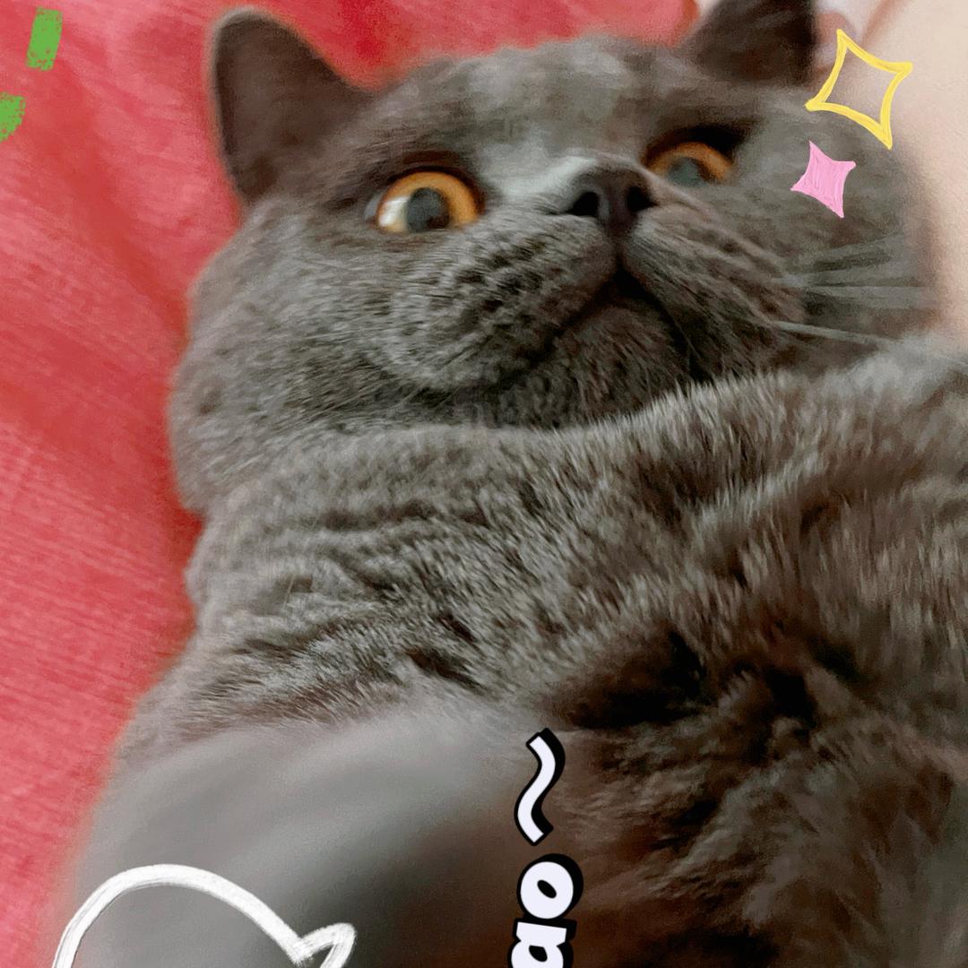 富贵儿爱罐罐😽