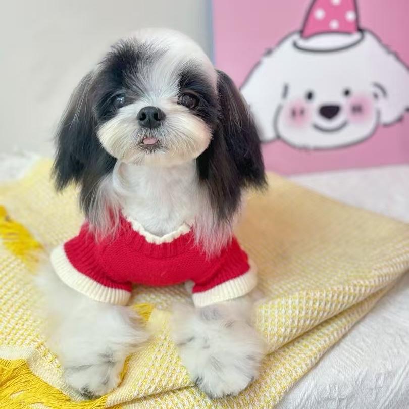 小鲨Bee国际卡舍