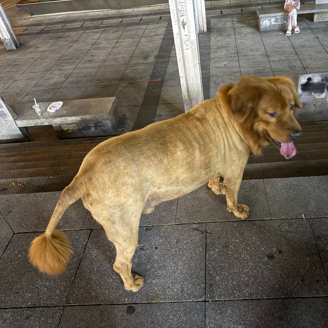 桑榆