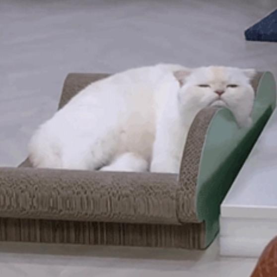关不住猫猫会影响你关注我吗