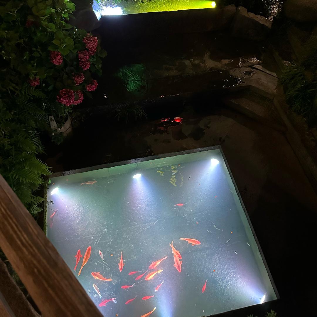 海与鱼