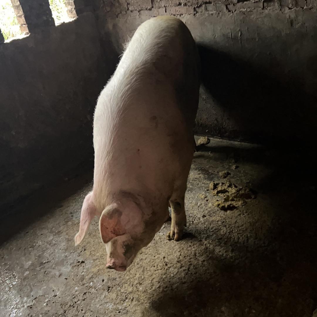 晨晨瓶盖漂流（2）