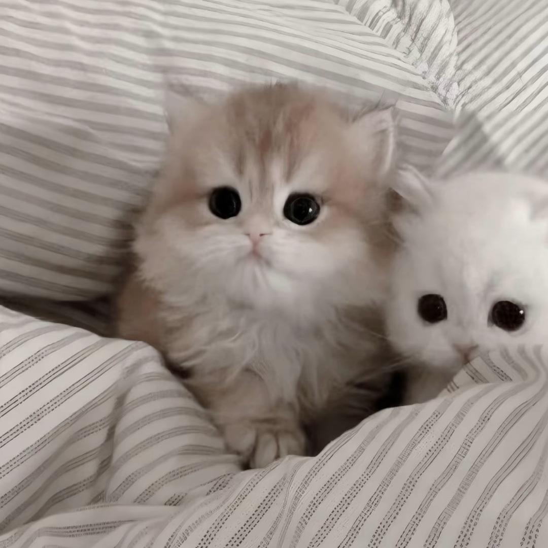 5_