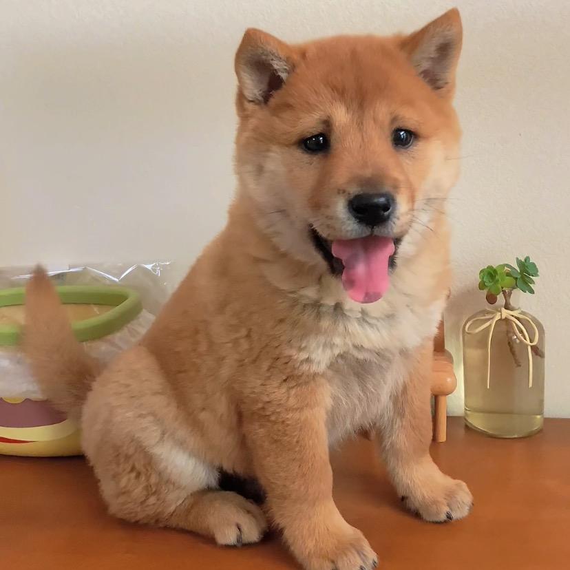 中华田园犬多米&吉米