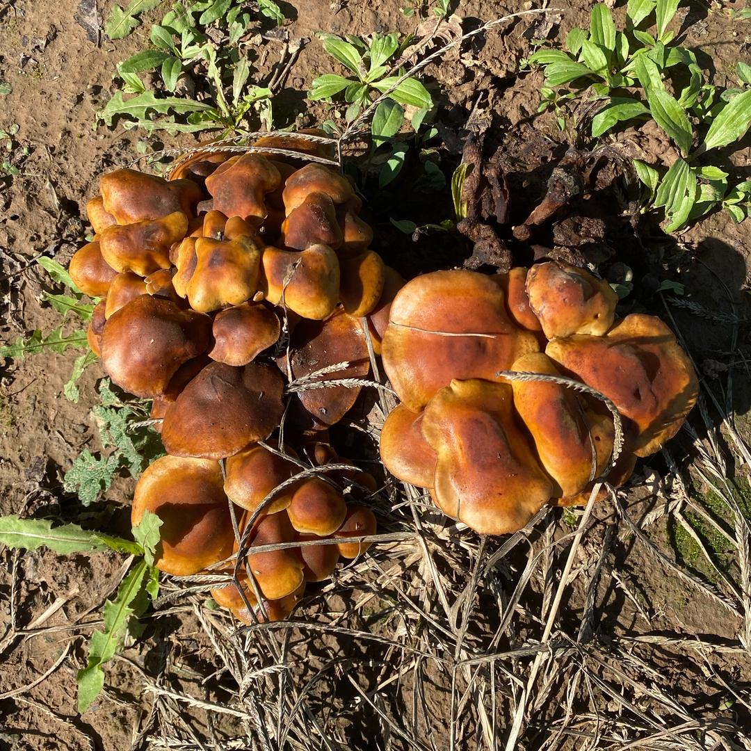 三和文玩核桃嫁接