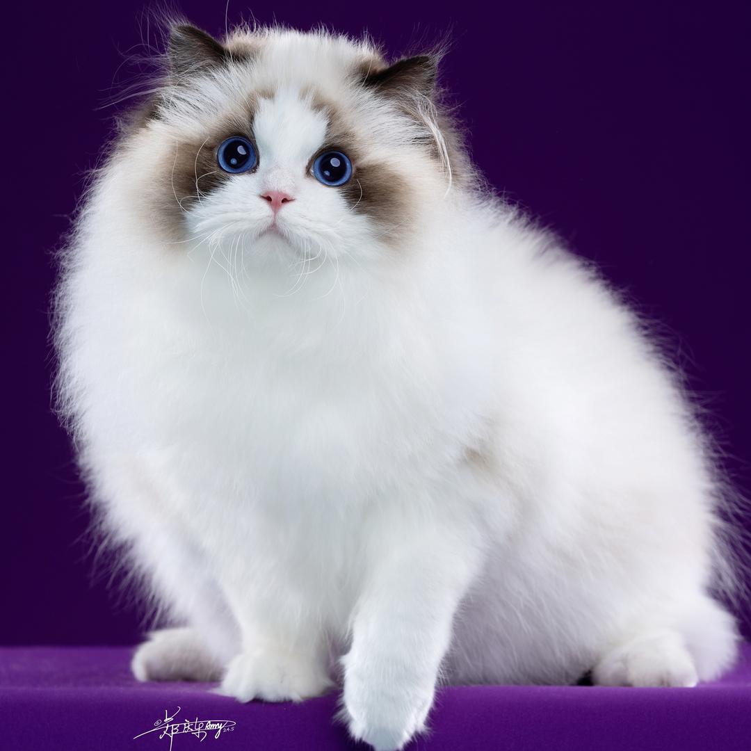 张庆祥的布偶猫直播号