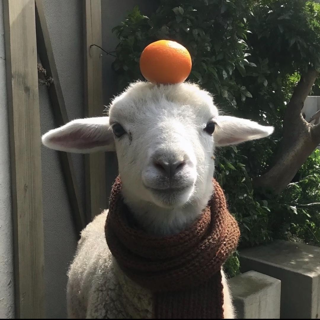 烊🐑