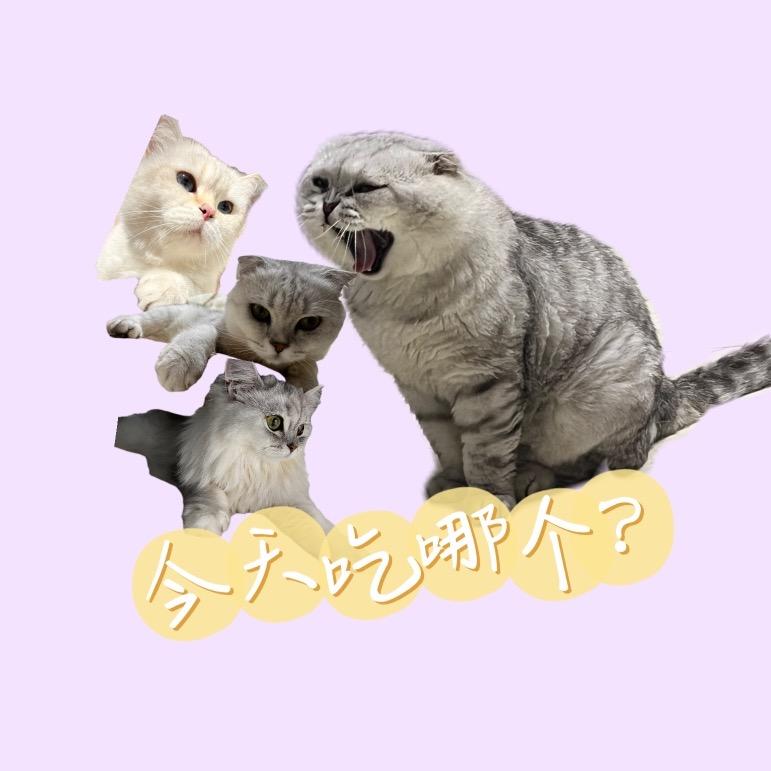 今天吃哪个