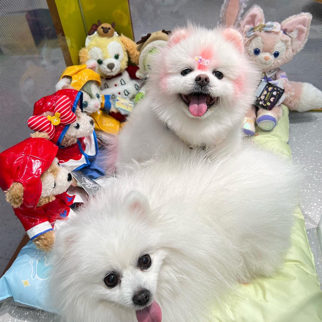 BabyQ🐾👼🏻刘饱饱