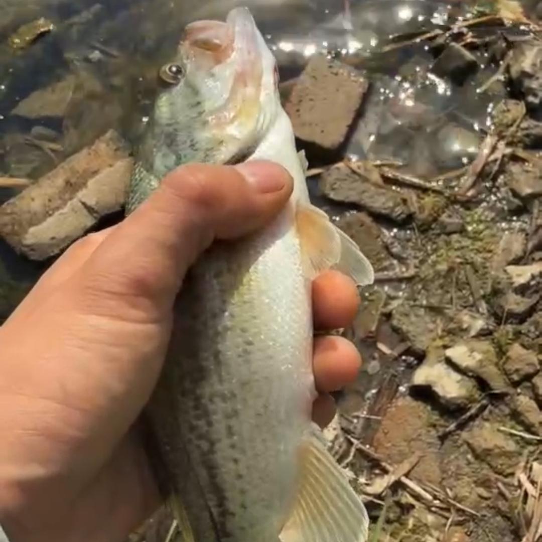 🎣