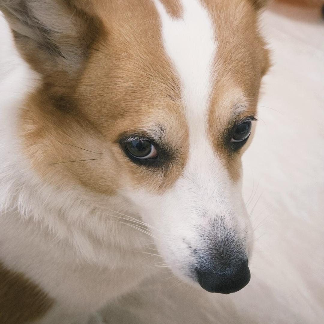 远妄