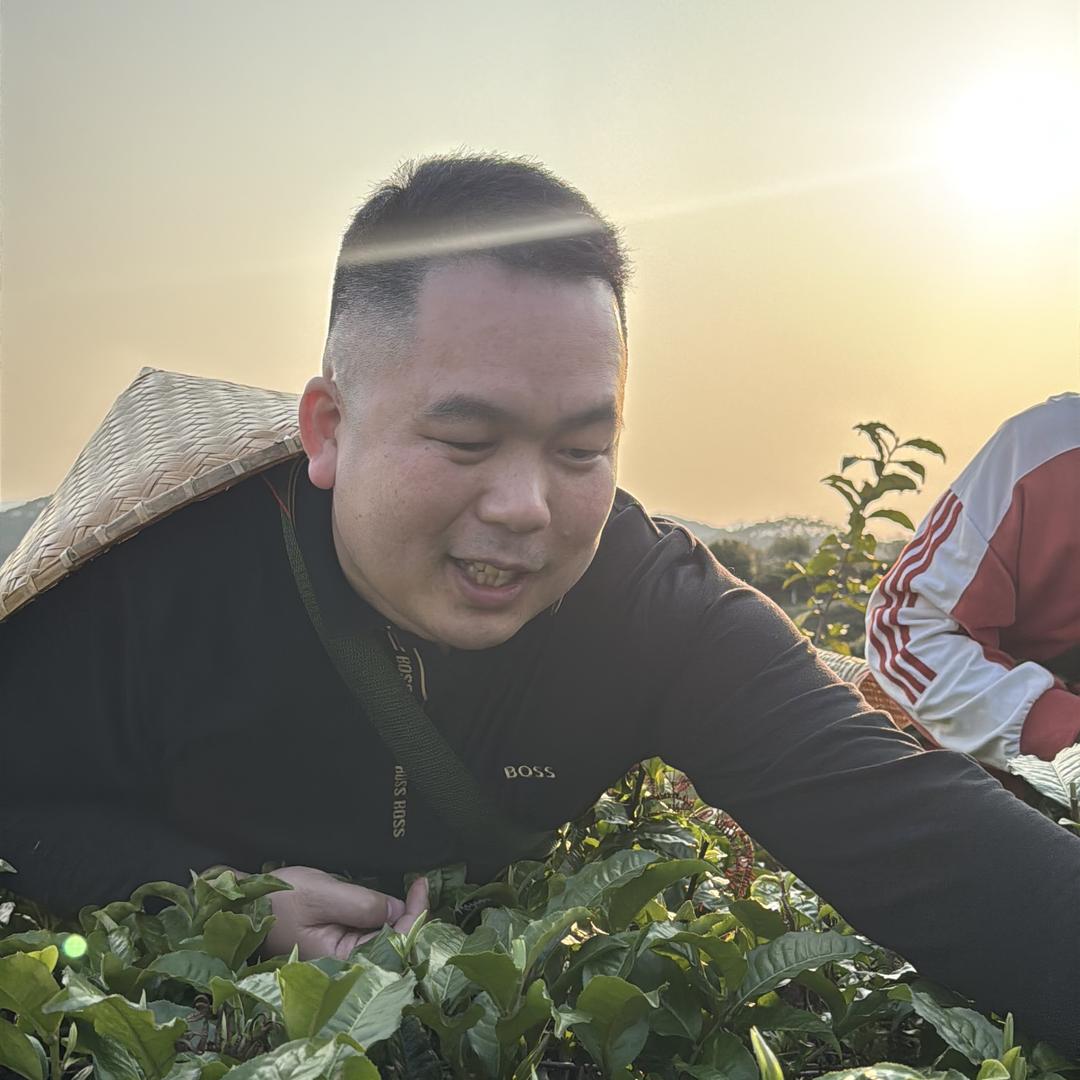 英红九号创美茶园