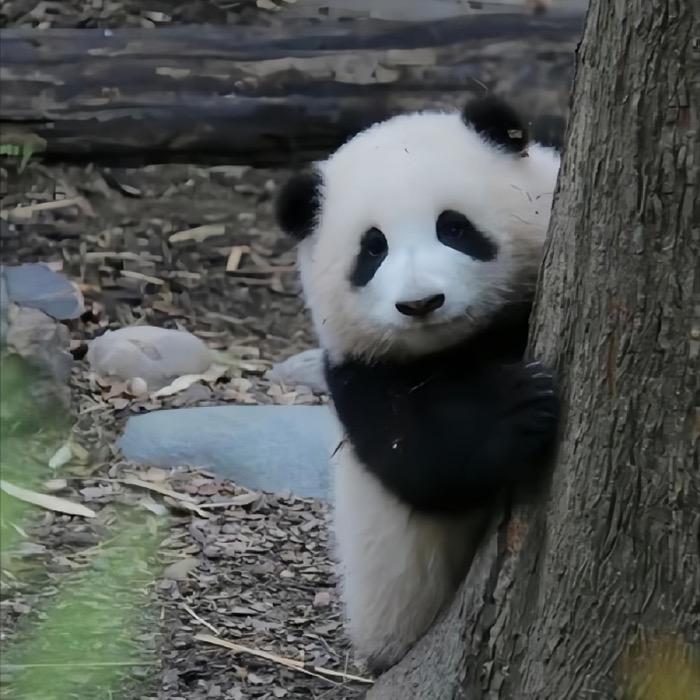 惊蛰🍃