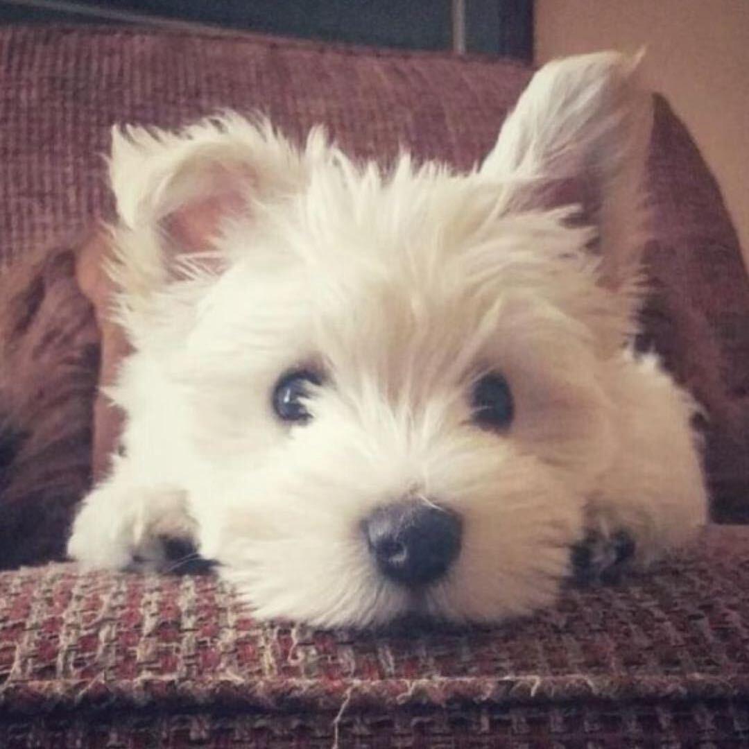 ￴￴￴￴￴￴￴爆爆龙