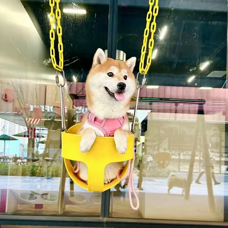 柴犬萌宠（笑笑）