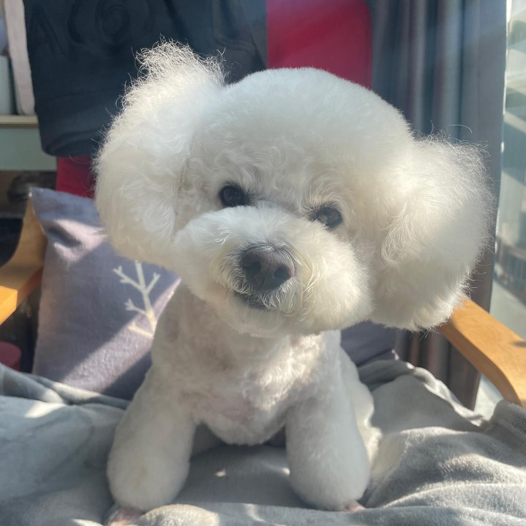布布🐶